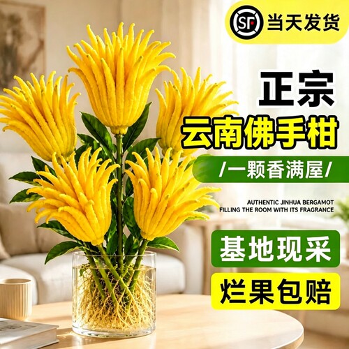 云南佛手柑水培鲜果桌面摆件室内新鲜植物佛手果天然香薰茶桌水养