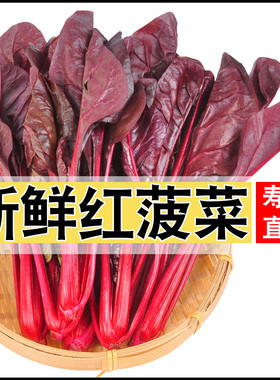 新鲜红菠菜食用红叶甜菜蔬菜沙拉红色牛皮菜家用特级酒店用菜品