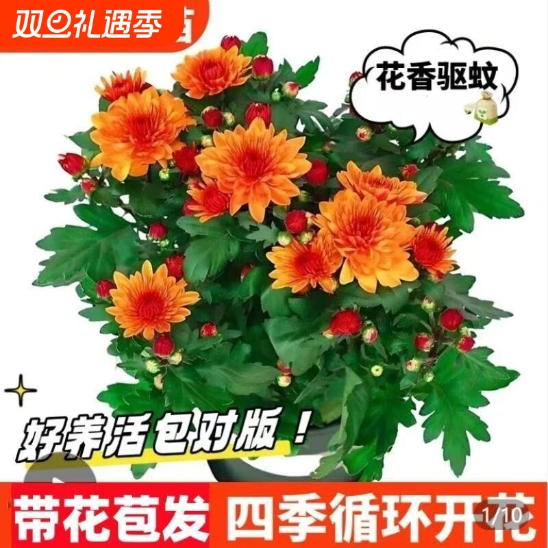 新品大苗荷兰菊开花菊花苗月月菊室内外花多年生耐寒耐热植物