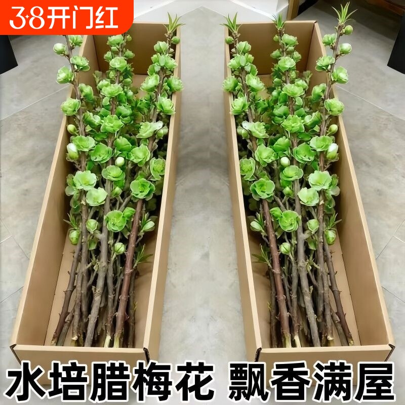 【遇水开花】鲜枝浓香型水培梅花枝带花苞室内耐寒花卉绿植懒好养
