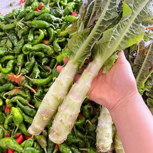 云南玉溪农家本地新鲜莴笋青莴苣绿心莴笋土莴笋笨莴笋新莴笋