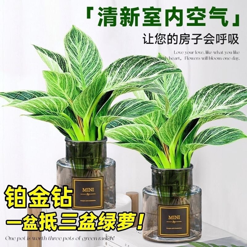 铂金钻水培植物客厅室内好养大叶金钻绿公主净化空气盆栽甲醛水养