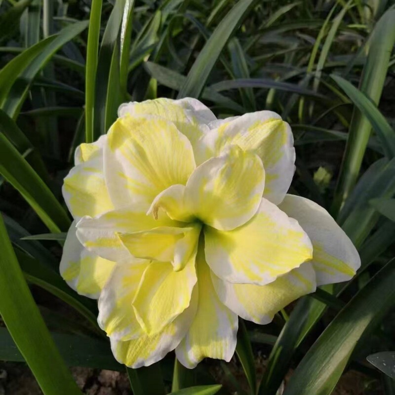 【花开富贵】朱顶红种球重瓣特大球四季开花盆栽花卉室内朱顶红球