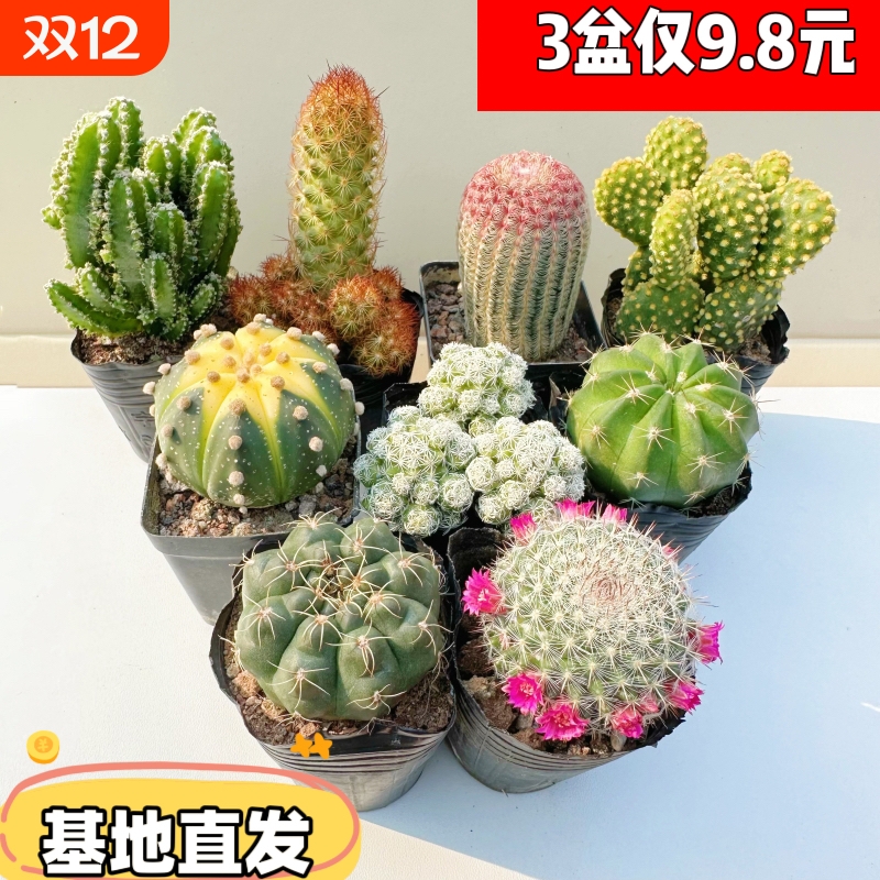 仙人球套餐大全红太阳黄金兜办公桌面防辐射吸甲醛多肉组合好养活