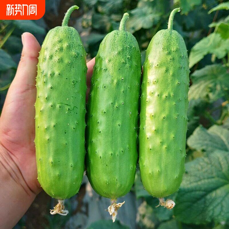 水果黄瓜秋黄瓜种子大全老品种唐山秋瓜爬地玉女阳台种植蔬菜种