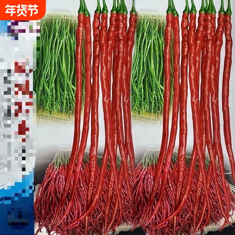 鸡肠椒种子干鲜两用特长细长皱皮大方本地辣椒种籽大田蔬菜种孑子