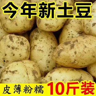新鲜黄心土豆农家自种土豆现挖马铃薯洋芋面土豆带箱