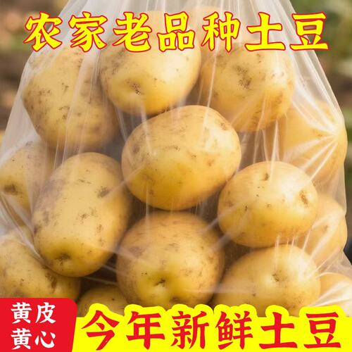 土豆新鲜黄心粉面香甜