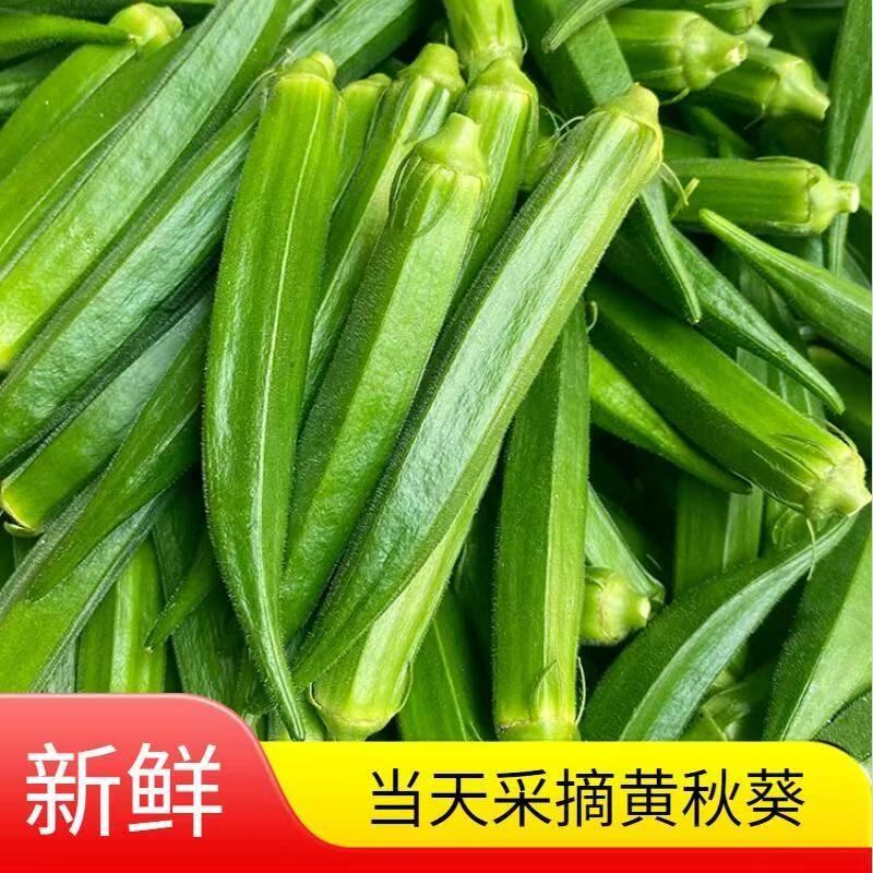 新鲜秋葵农家自种现摘现发黄秋葵时令凉拌菜当季水果秋葵产地直发
