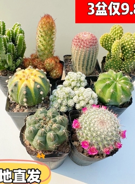 仙人球套餐大全红太阳黄金兜办公桌面防辐射吸甲醛多肉组合好养活