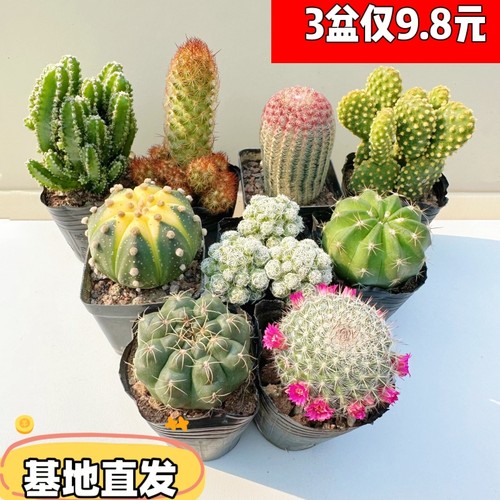 仙人球套餐大全红太阳黄金兜办公桌面防辐射吸甲醛多肉组合好养活