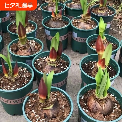 花园朱顶红种球植物超大花荷兰进口好养活重瓣开花浓香