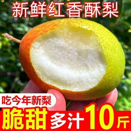 现摘新鲜梨子水果红香酥梨当季孕妇青红皮香梨脆甜小香梨整箱批发