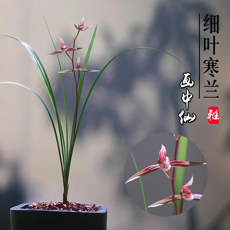 浙江细叶寒兰绿植名贵兰花苗画中仙冬带花苞花卉盆栽客厅开花品种图片
