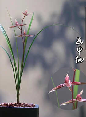 浙江细叶寒兰绿植名贵兰花苗画中仙冬带花苞花卉盆栽客厅开花品种