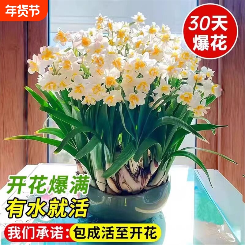 水仙种球冬季开花好养耐寒水培花卉桌面盆栽水仙花大种球室内种植