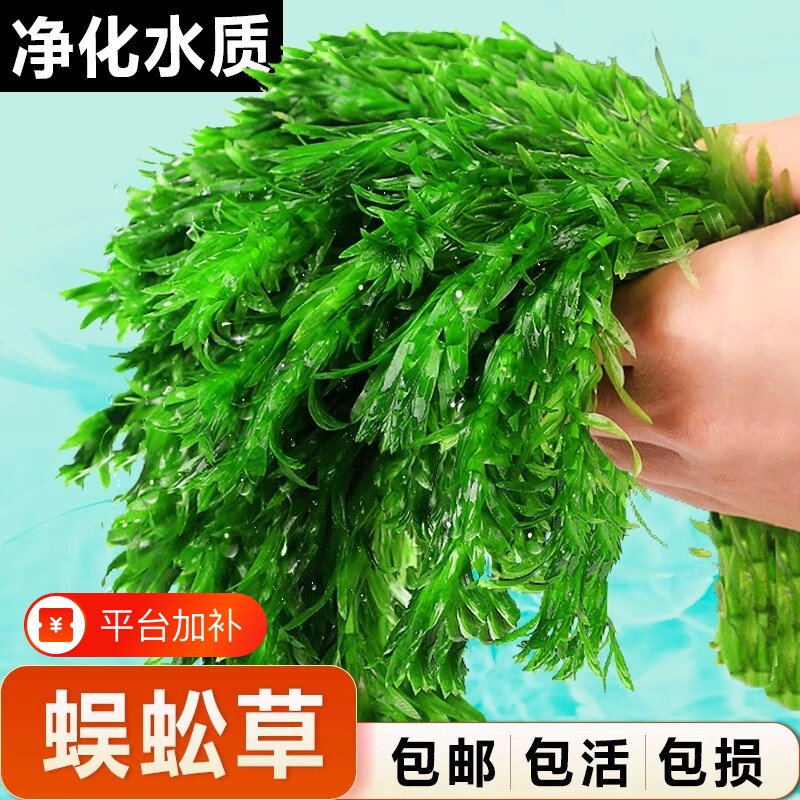 蜈蚣草水草植物鱼缸造景鱼草缸净水绿植养鱼绿菊后景草水质增氧