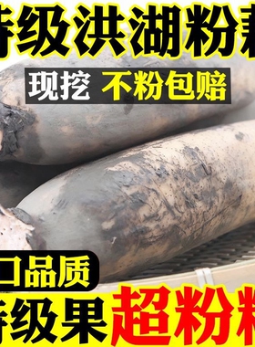 湖北正宗洪湖粉藕莲藕新鲜煲汤粉藕红藕粉糯米藕现挖现发火锅食材