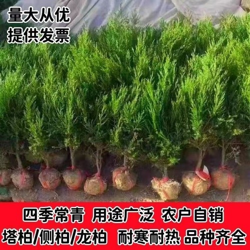 坟前树墓前绿植塔柏树苗松柏树苗侧柏树苗龙柏树苗植物节塔松圆柏