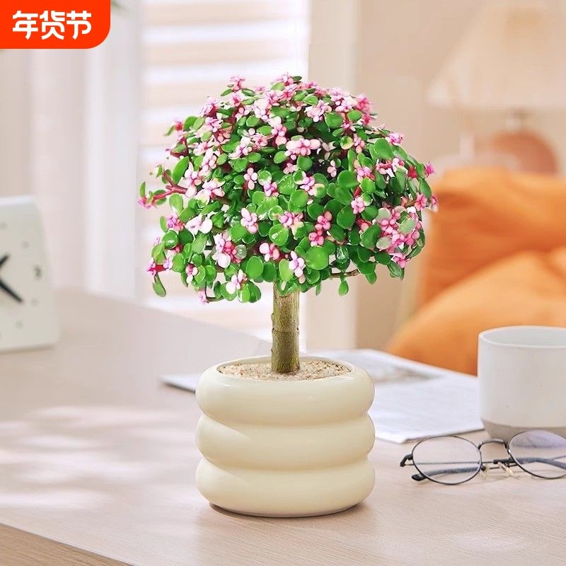 金枝玉叶多肉花植物带盆室内好养肉肉小盆栽雅乐之舞多肉老桩大颗