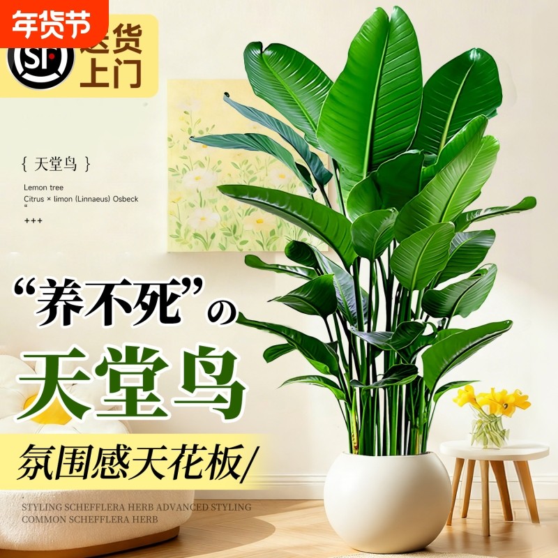 天堂鸟盆栽绿植室内大型客厅植物落地真树办公室鹤望兰大禄植花卉,鲜花速递/花卉仿真/绿植园艺,大型绿植/成品组合盆栽,淘宝优惠券,粉丝福利购,淘宝优惠卷