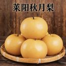 正宗山东烟台莱阳秋月梨当季 水果脆甜新鲜梨子莱阳秋月梨产地发货