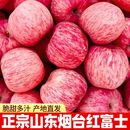 正宗山东烟台大苹果当季 产地直发 新鲜水果应季