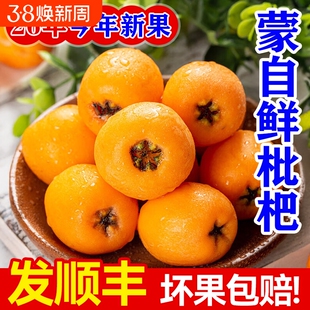 顺丰包邮新鲜采摘云南高山蒙自枇杷新鲜水果孕妇可吃多汁甜枇杷