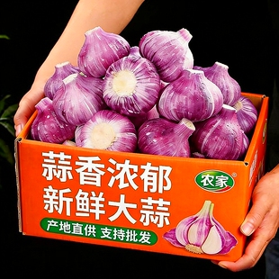 2026年云南紫皮大蒜鲜蒜红皮鲜大蒜湿蒜多瓣蒜新鲜蔬菜 新蒜