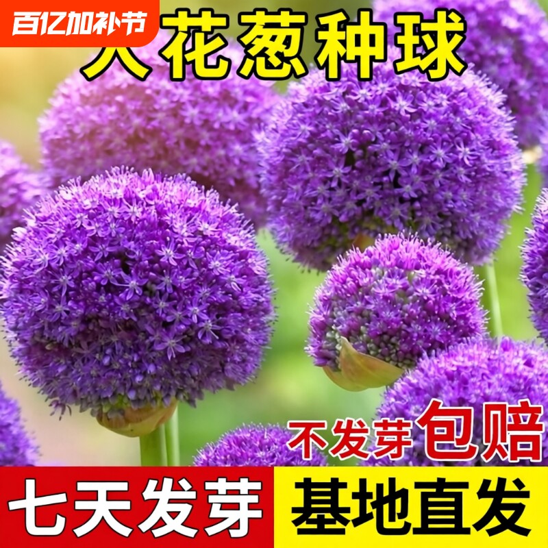 四季大花葱荷兰进口种球耐寒花卉盆栽庭院地栽花球根球种室外阳台