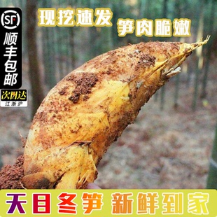 顺丰包邮临安冬笋新鲜高山黄泥冬笋现挖新货嫩笋脆爽天目野笋春笋
