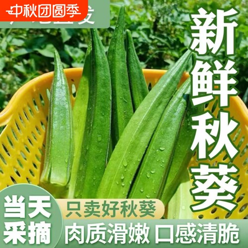 正宗秋葵种子水果黄秋葵高产红秋葵农家小院阳台四季盆栽蔬菜种子