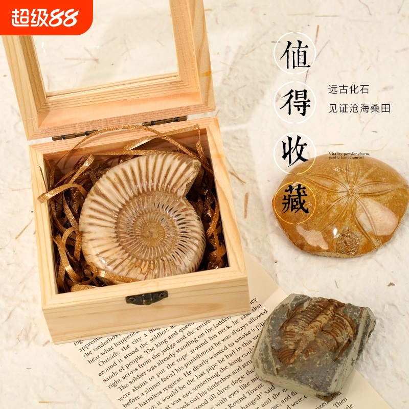 巴普洛夫菊石海胆化石三叶虫尾