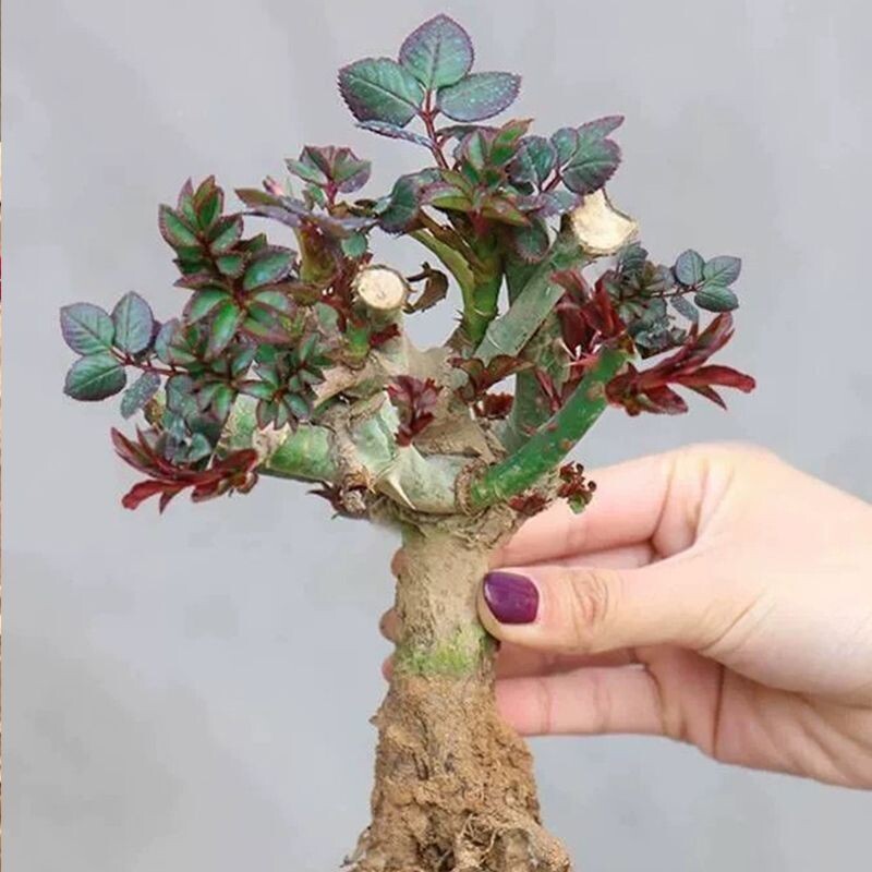 玫瑰花苗老桩浓香型好养活花卉盆栽阳台庭院耐寒四季循环开花