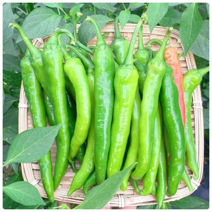 大青椒寿光杭椒新鲜采摘水果椒不特别辣薄皮尖椒腌制蔬菜开胃香辣