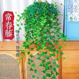 常青室内阳台好养活除甲醛 常春藤盆栽苗绿植吊兰垂吊爬藤植物四季