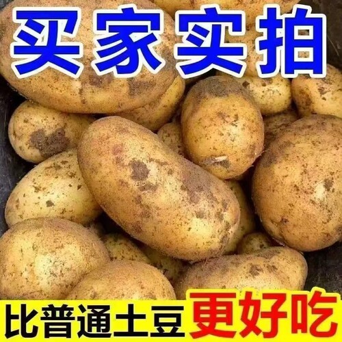 现挖农家黄皮土豆新鲜