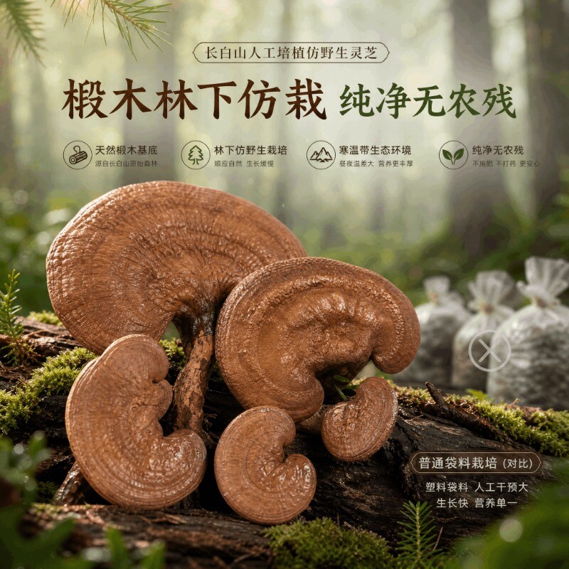 长白山整枝灵芝东北平盖林芝黄灵芝整个干货农家养生泡水泡酒图片