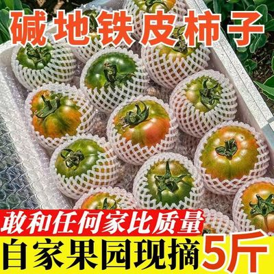 丹东铁皮草莓柿子新鲜生吃水果番茄绿腚碱地铁皮西红柿自然熟现摘