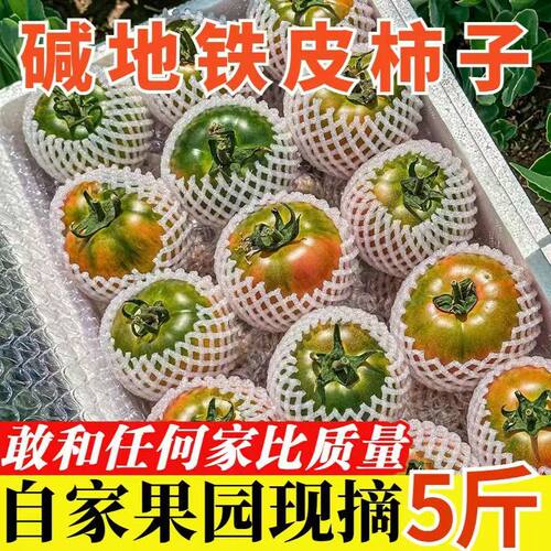 丹东铁皮草莓柿子新鲜生吃水果番茄绿腚碱地铁皮西红柿自然熟现摘