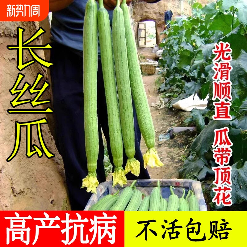 高产长丝瓜种子种籽苗特长四季秧苗子种蔬菜子菜苗孑秧春季幼苗
