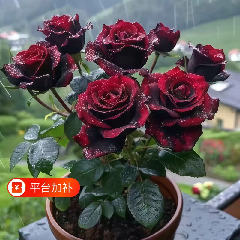 玫瑰花苗月季带花苞好养四季盆栽花卉树小绿植物鲜花庭院开花阳台