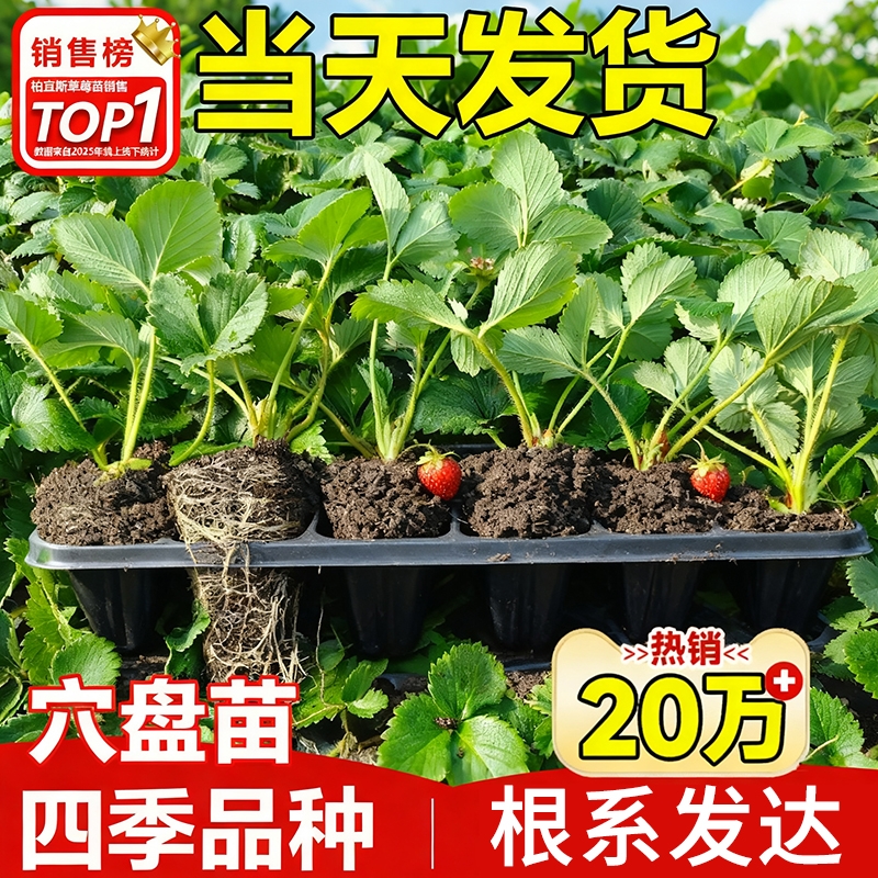 四季草莓苗奶油红颜妙香隋珠种植草莓盆栽当年结果新苗带土穴盘苗
