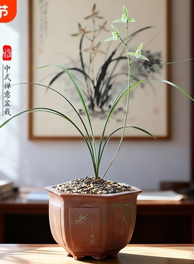 名贵兰花苗 细叶寒兰高档室内好养浓香冬带花苞桌面盆栽绿植花卉