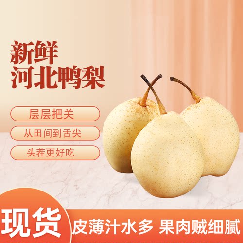 河北鸭梨新鲜水果脆甜多汁皮薄肉细批发包邮到家雪梨皇冠梨