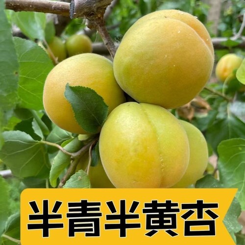 【酸脆】现摘杏子水果新鲜大黄杏金太阳杏当季孕妇酸杏子整箱批发