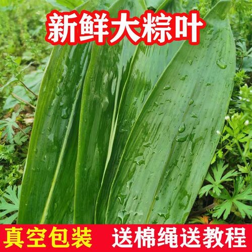 粽子叶粽叶干大号棕叶新鲜包粽子的竹叶子干粽叶商用批发材料现摘
