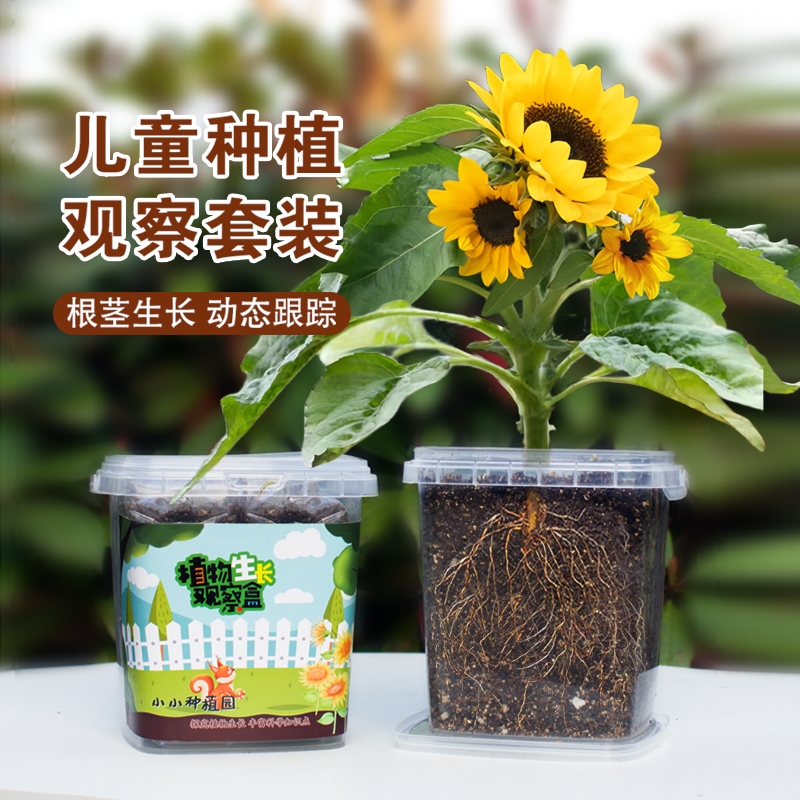 儿童种植小盆栽向日葵种孑学生实验观察套装植物种子凤仙花种籽子