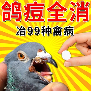 鸽痘专用药特效赛鸽幼鸟眼皮嘴角爪子长豆瘤脓一片清治疗预防大全