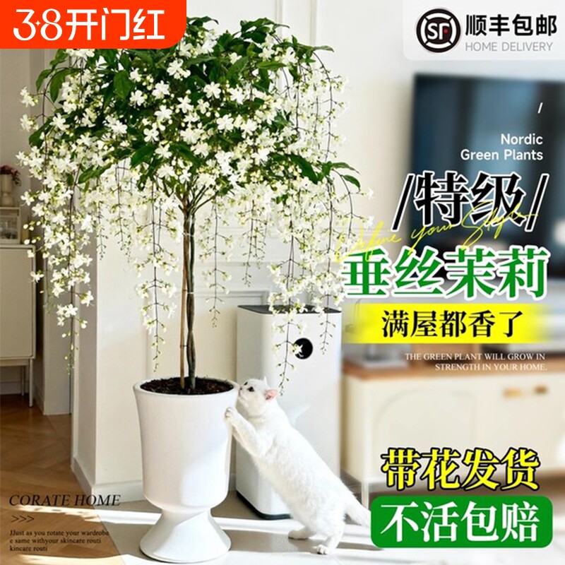 特大垂丝茉莉盆栽年宵花卉绿植带花苞老桩室内客厅棒棒糖风车茉莉